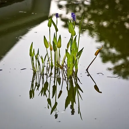 Ferienhaus Clos Mirabel Manor - *