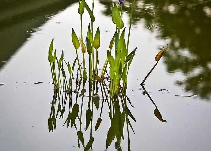Semesterbostad Clos Mirabel Manor - *